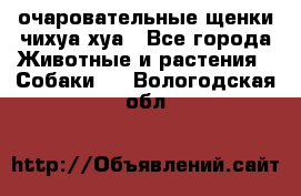 очаровательные щенки чихуа-хуа - Все города Животные и растения » Собаки   . Вологодская обл.